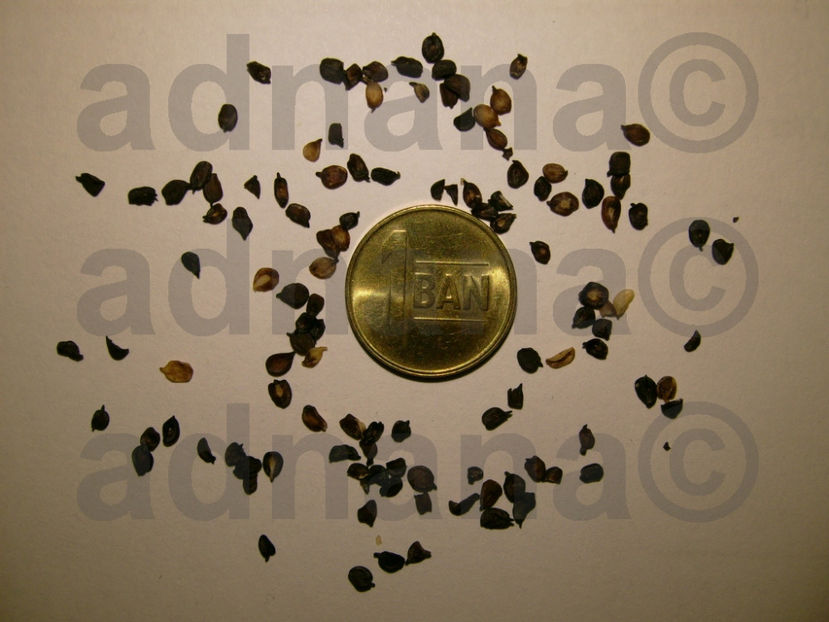  - Garoafe curgatoare - Dianthus caryophyllus Trailing