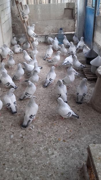  - 6 PORUMBEI LA GRAMADA