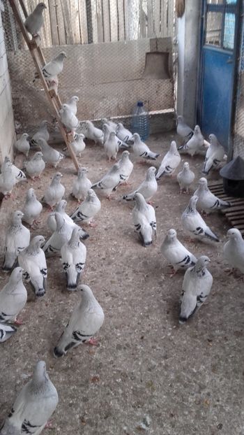  - 6 PORUMBEI LA GRAMADA