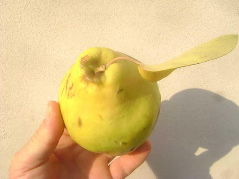 Gutuie Uriasa de Vrania 1 - Gutui Uriasa de Vrania