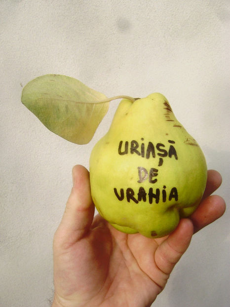 Gutuie Uriasa de Vrania - Gutui Uriasa de Vrania