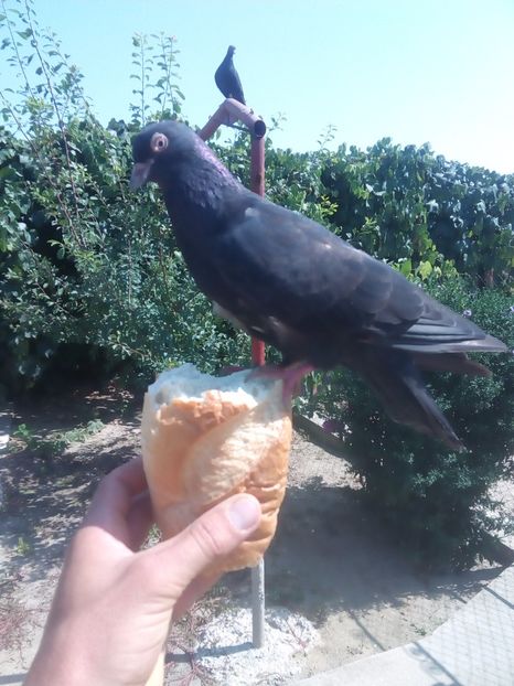  - A ramas o amintire