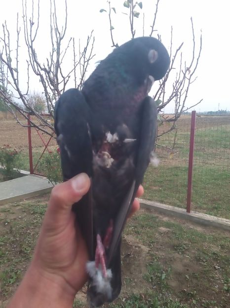  - A ramas o amintire