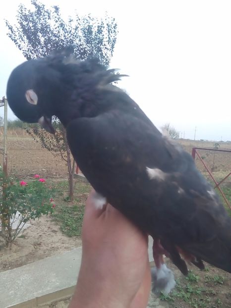  - A ramas o amintire