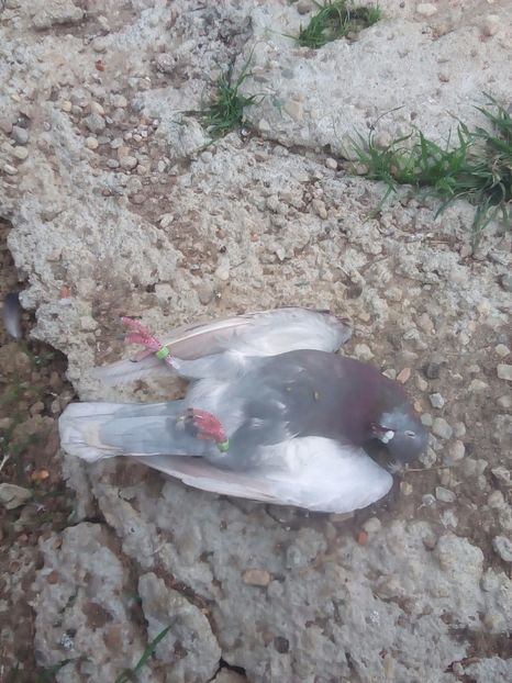  - Proiectul Gutanul a primit o lovitura puternica VULPEA