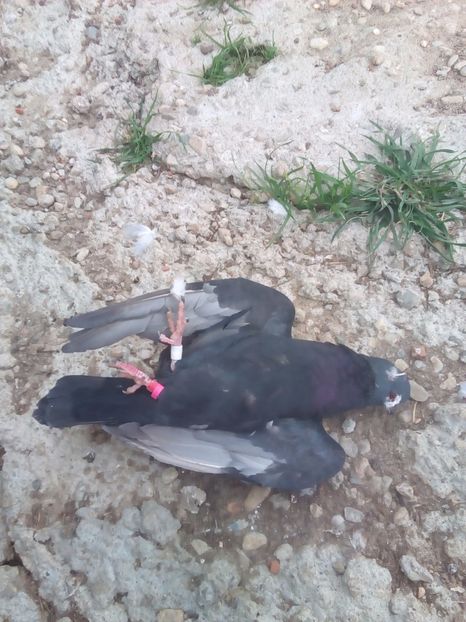  - Proiectul Gutanul a primit o lovitura puternica VULPEA