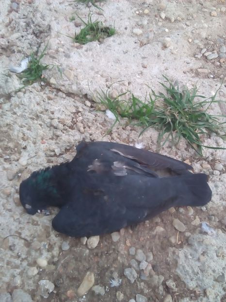  - Proiectul Gutanul a primit o lovitura puternica VULPEA