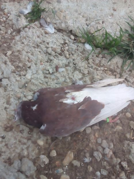  - Proiectul Gutanul a primit o lovitura puternica VULPEA