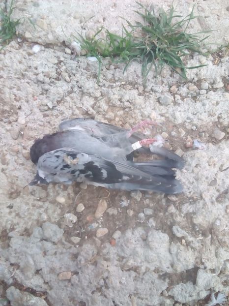  - Proiectul Gutanul a primit o lovitura puternica VULPEA