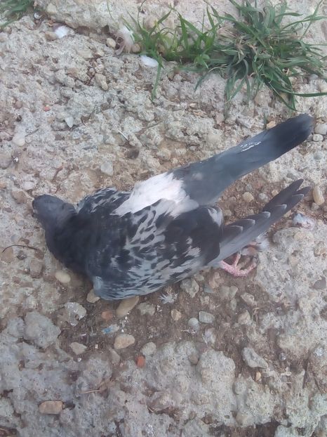  - Proiectul Gutanul a primit o lovitura puternica VULPEA