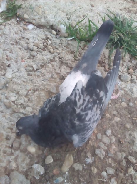  - Proiectul Gutanul a primit o lovitura puternica VULPEA