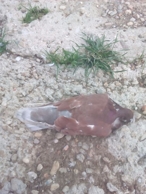  - Proiectul Gutanul a primit o lovitura puternica VULPEA