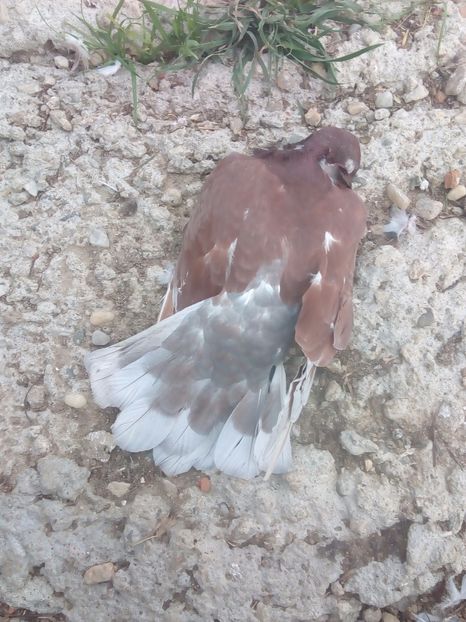  - Proiectul Gutanul a primit o lovitura puternica VULPEA