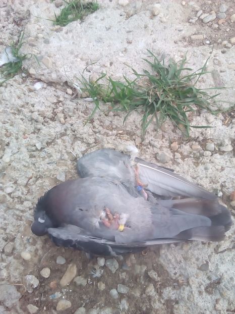  - Proiectul Gutanul a primit o lovitura puternica VULPEA