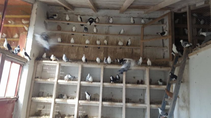 22768247_701259110081783_189766505_o - 1826 Vali Pascu