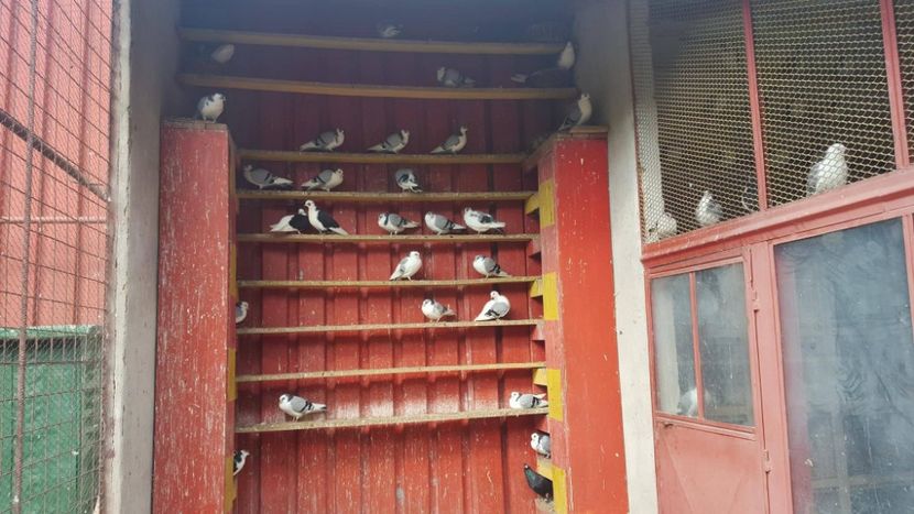 22812789_701259116748449_1899930313_o - 1826 Vali Pascu