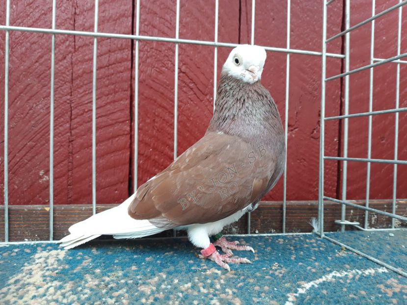 ELBING WHITE HEAD - A--PICTURES OF MY PIGEON BREEDS