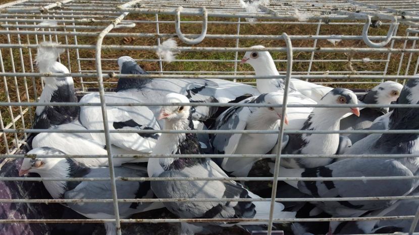 22812706_701259310081763_1924712997_o - 1909 Costel Comanici