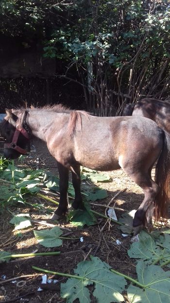  - ANIMALE DE VINZARE