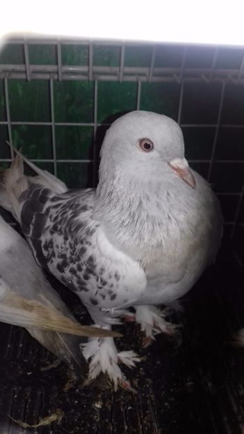  - ANIMALE DE VINZARE