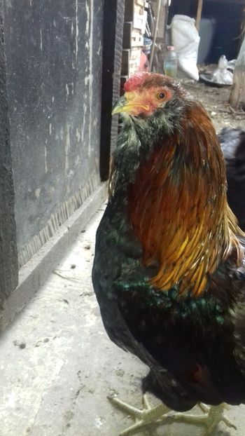  - ANIMALE DE VINZARE