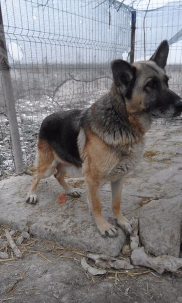  - ANIMALE DE VINZARE