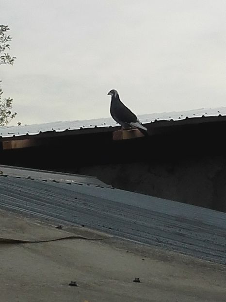 Revenit acasa dupa 5 ani !! Nefiind  antrenat pentru zbor , doar de frumusete - CONTACT