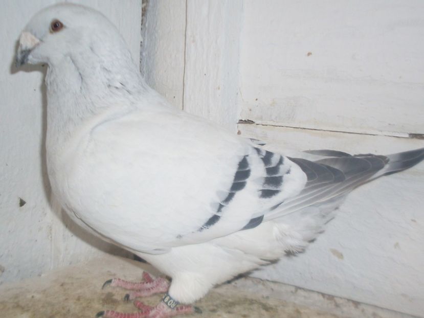  - contact_0724053207