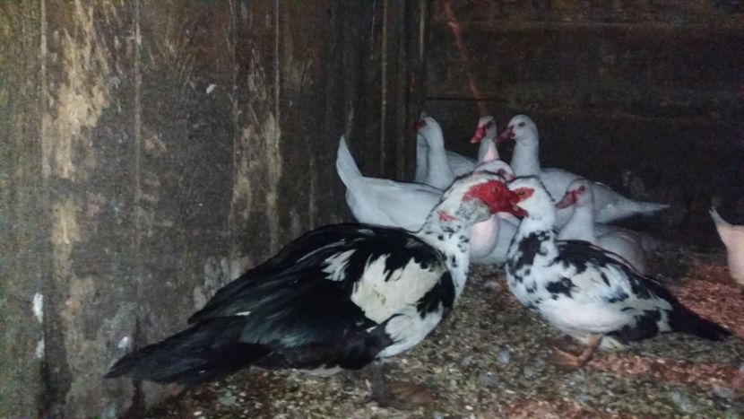 Noi achizitiu - ARHIVA Rate mute - lesesti