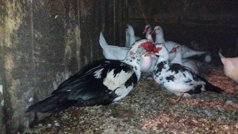  - ARHIVA Rate mute - lesesti