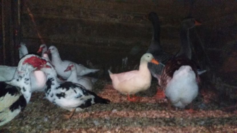  - ARHIVA Rate mute - lesesti