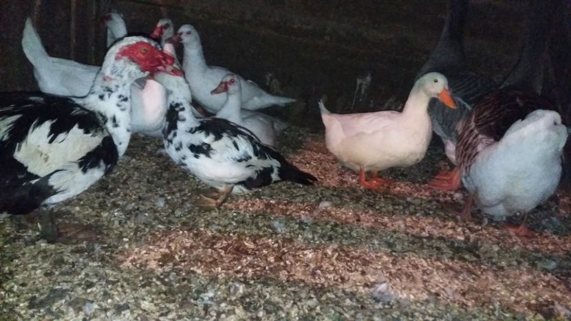  - ARHIVA Rate mute - lesesti