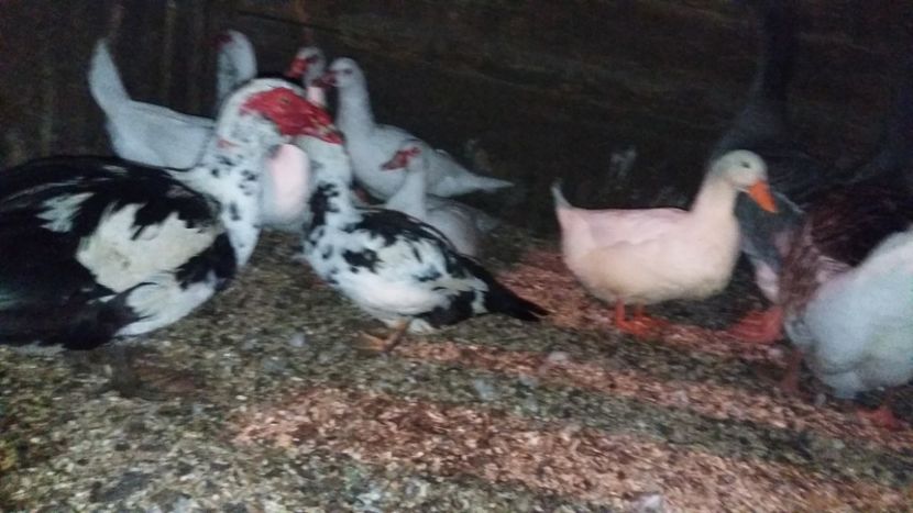  - ARHIVA Rate mute - lesesti