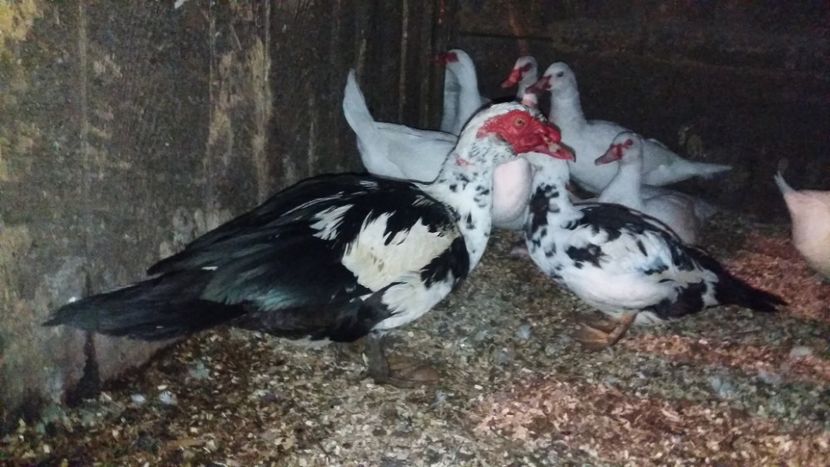  - ARHIVA Rate mute - lesesti