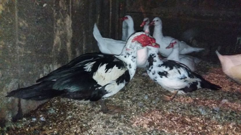  - ARHIVA Rate mute - lesesti