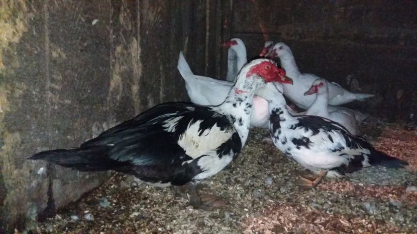  - ARHIVA Rate mute - lesesti