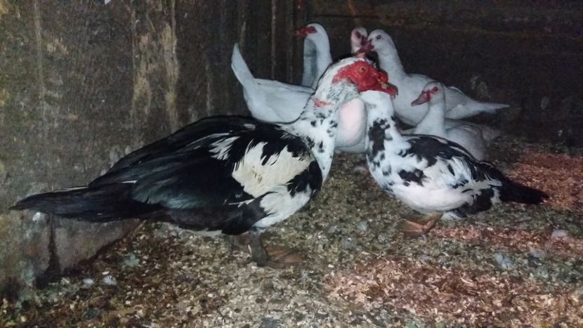  - ARHIVA Rate mute - lesesti