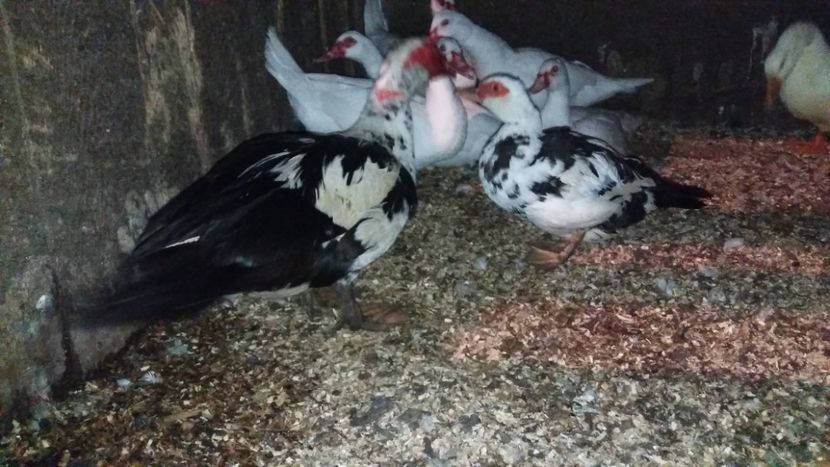  - ARHIVA Rate mute - lesesti