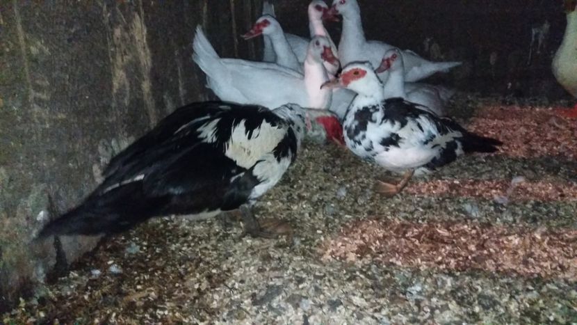  - ARHIVA Rate mute - lesesti