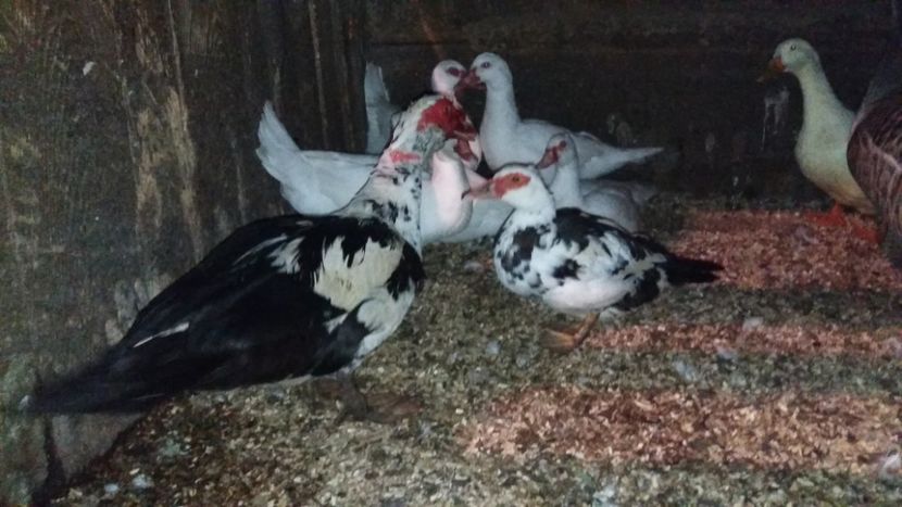  - ARHIVA Rate mute - lesesti