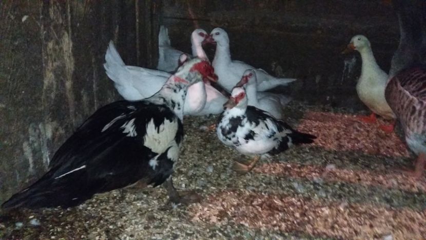  - ARHIVA Rate mute - lesesti