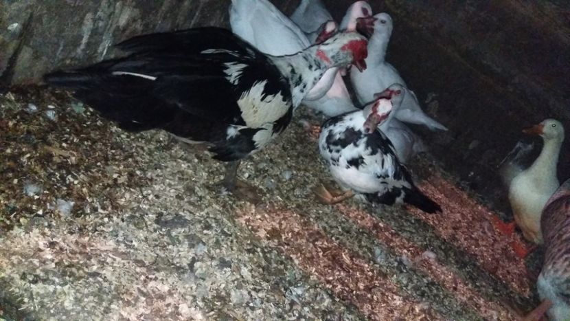  - ARHIVA Rate mute - lesesti