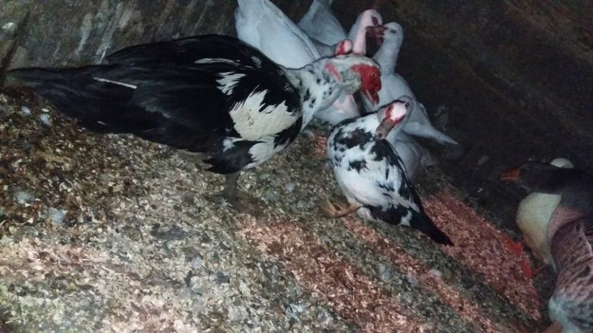  - ARHIVA Rate mute - lesesti