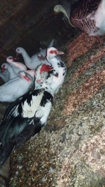  - ARHIVA Rate mute - lesesti