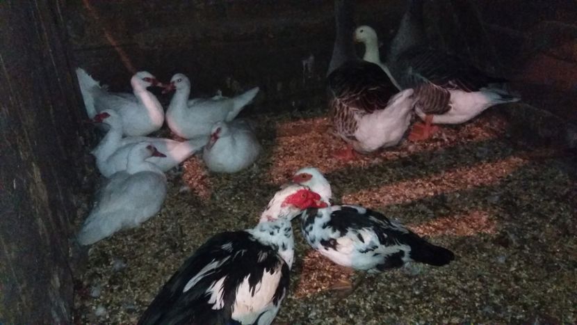  - ARHIVA Rate mute - lesesti