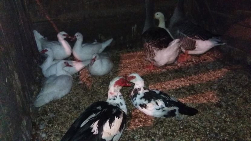  - ARHIVA Rate mute - lesesti