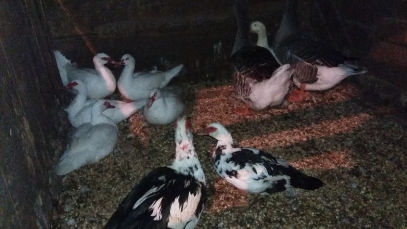  - ARHIVA Rate mute - lesesti