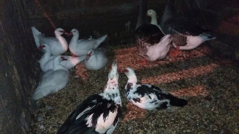  - ARHIVA Rate mute - lesesti