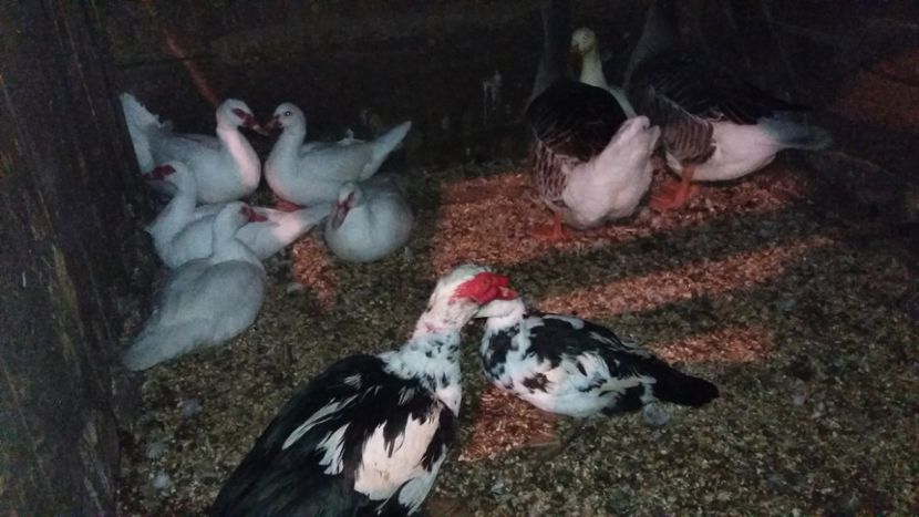  - ARHIVA Rate mute - lesesti