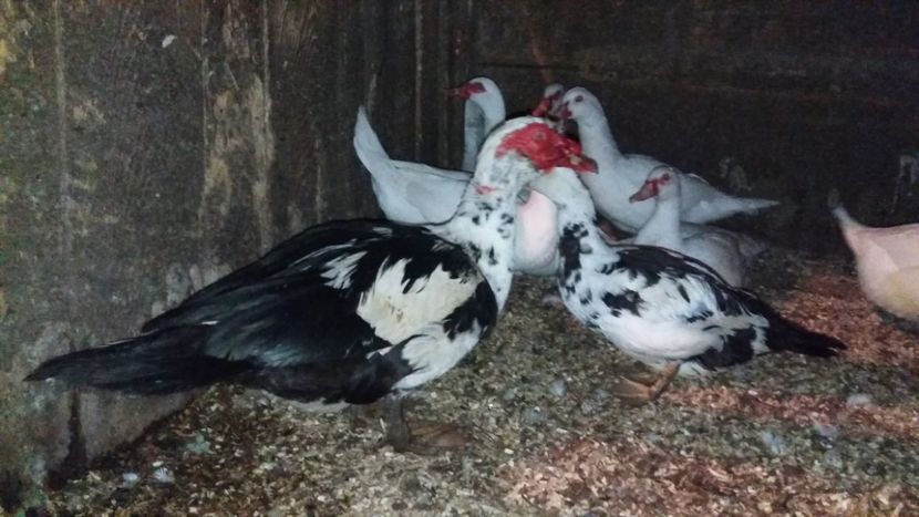  - 01 - Matca pentru 2018